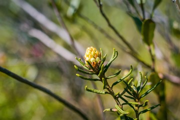 The beginning of blooming grevillea in the wild. Very beautiful plant.
