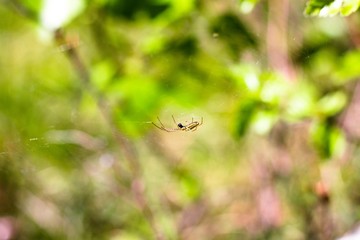 Between the vegetation a beautiful little spider wove a web. The spider prepared to catch prey for its food.