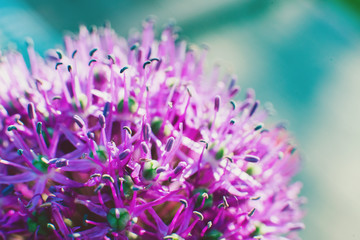 Purple Allium flower in the Park on a Sunny spring day. Background. Macro
