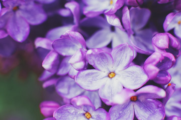 Macro photography. Lilac flowers on a warm spring day in the Park