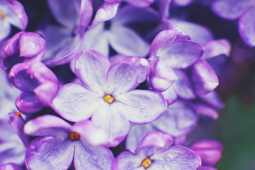 Naklejka na ściany i meble Macro photography. Lilac flowers on a warm spring day in the Park