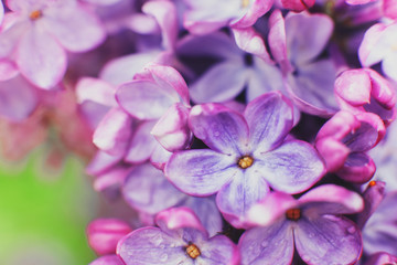 Macro photography. Lilac flowers on a warm spring day in the Park