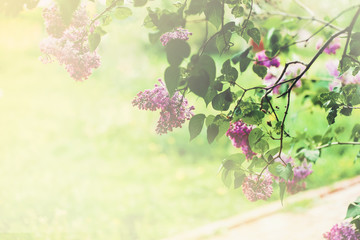 Blooming lilac Bush in the Park on a Sunny spring day. Flowering.