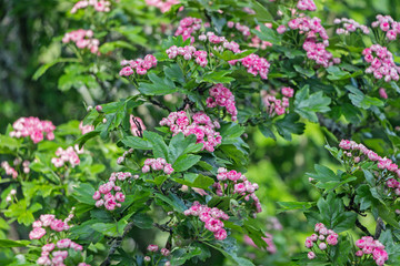 Fototapeta premium red hawthorn flower blossom on branch
