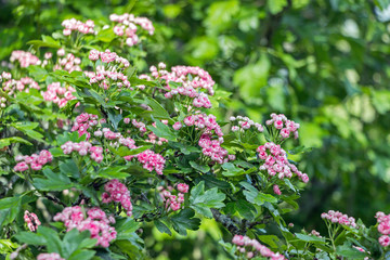 Obraz premium red hawthorn flower blossom on branch