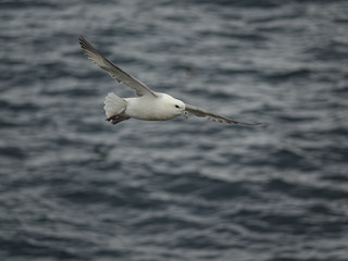 Fototapeta premium fulmar (Fulmarus glacialis) in flight over ocean