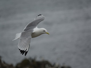 Kittiwake (Rissa tridactyla) in flight