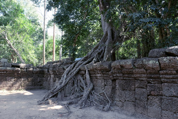 A huge ficus grows on the old stone wall. The tree destroys the ancient stone wall with its roots.