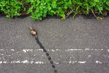 Top view of a snail crossing the line on the asphalt road, moving towards wet, green grass. Concept of sport, hard work, motivation, ambition, award. Copy space.