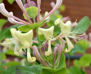 Flower Lonicera periclymenum, common honeysuckle, European honeysuckle or forest beans, blooming in...