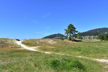 Beach promenade with grass, pine trees and sand dunes. Lugo, Spain.