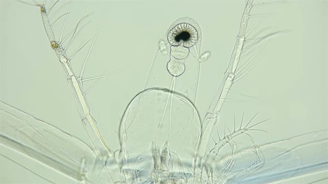 zooplankton under a microscope, Cladocera Leptodora Branchiopoda, a crustacean, is a predator, 98 percent transparent, prefers immature crustaceans of Daphnia, Bosmina, as prey, looks like an alien