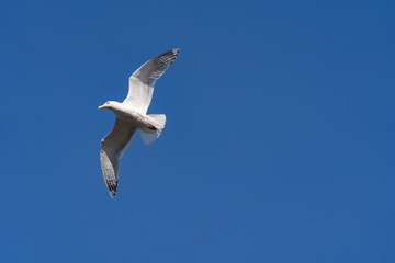 seagull in flight the sky