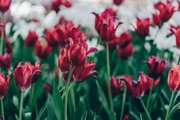 red and white tulips