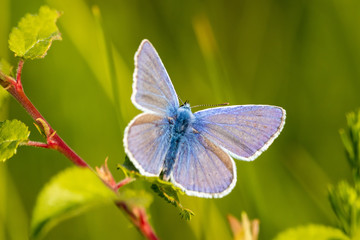 Obraz na płótnie Canvas blue butterfly on meadow in the sunset