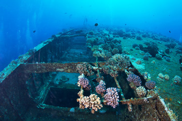 Wreck of the Salem Express. Red sea, Egypt.