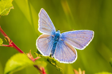 blue butterfly on meadow in the sunset