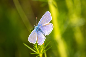 blue butterfly on meadow in the sunset
