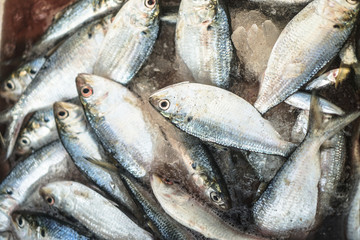 Fish market in Asia. Catching sea and ocean animals in the Indian Ocean. Tuna on shelves for sale....