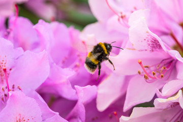Bee and a Rhododendron Flower