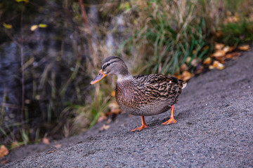 Duck walking on the gravel road