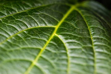 Extreme close-up of a Leaf