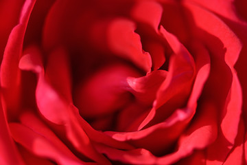  Flower. Rose. Selective focus. Beautiful red rose flower, close up. Red flower beauty background. Shallow depth of field.