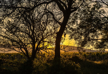 Fototapeta na wymiar tree an oak on sunset
