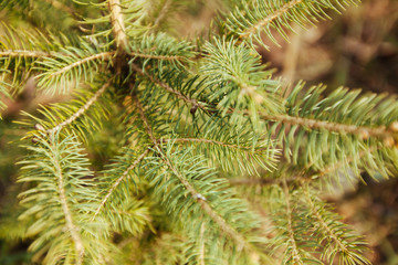 Christmas fir tree branches Background. Young green needles, solar lighting. Pine or cedar branches close up, selective focus, copy space.