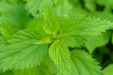 Green nettle close up. Medicinal nettle green background.