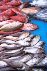 Fototapeta premium Fish market in Asia. Catching sea and ocean animals in the Indian Ocean. Tuna on shelves for sale. Exotic background