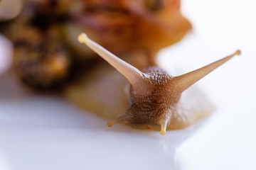 Mother of many children. Happy family. Mother of many children and her children are together for walk. Love for children and their education. House for large family. Snail with children on the back.