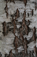 Fototapeta premium texture wood