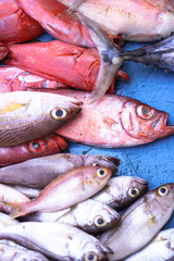 Fish market in Asia. Catching sea and ocean animals in the Indian Ocean. Tuna on shelves for sale. Exotic background