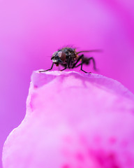 Close-up of a Fly