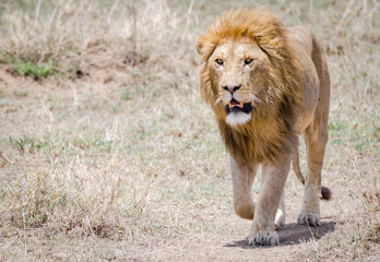 Lion mâle
