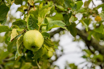 green apples on a branch ready to be harvested.Ripe tasty apple on tree in sunny summer day. Pick you own fruit farm with tree ripen fruits. Delicious and healthy organic nutrition. Healthy detox food