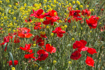 Obraz premium red poppies in spring in the field