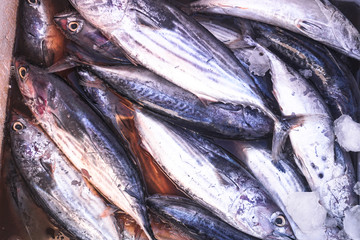 Obraz premium Fish market in Asia. Catching sea and ocean animals in the Indian Ocean. Tuna on shelves for sale. Exotic background
