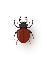 Stag beetle, tiny bug flat vector illustration