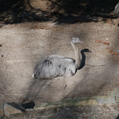 Emu