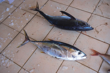 Fish market in Asia. Catching sea and ocean animals in the Indian Ocean. Tuna on shelves for sale....