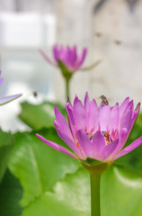 Close-up of pink lotus flower with several bees flying and pollinating.
