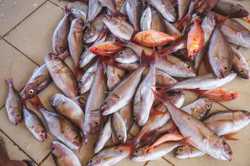 Fish market in Asia. Catching sea and ocean animals in the Indian Ocean. Tuna on shelves for sale. Exotic background