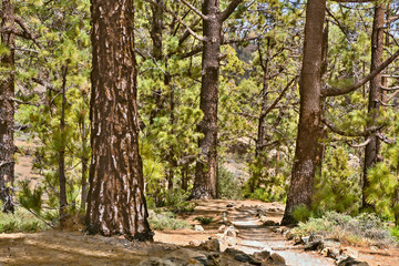 A path leads through a forest of Canarian pines, they have bristly distinctive tree barks