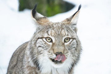 portrait of a bobcat in winter sticking out the tongue