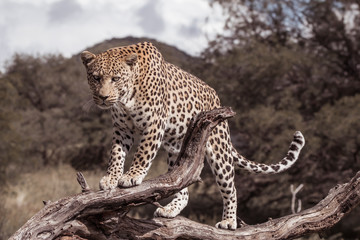 african leopard on a branch of a tree