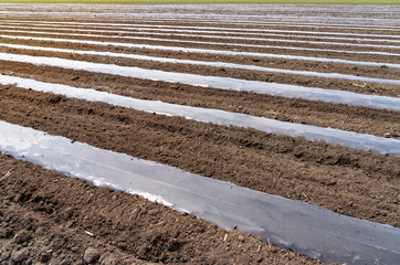 Farmland with Rows of Vegetable Beds Covered in Plastic Mulch
