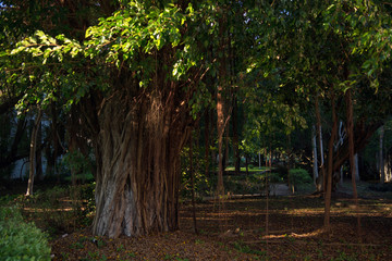 A view of a green park with large trees.