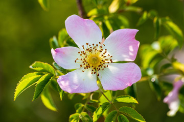 Wild rose flowers or dog rose blossom or sweet briar also called eglantine
